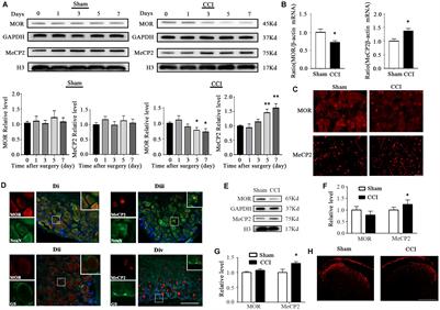 MeCP2 Epigenetic Silencing of Oprm1 Gene in Primary Sensory Neurons Under Neuropathic Pain Conditions